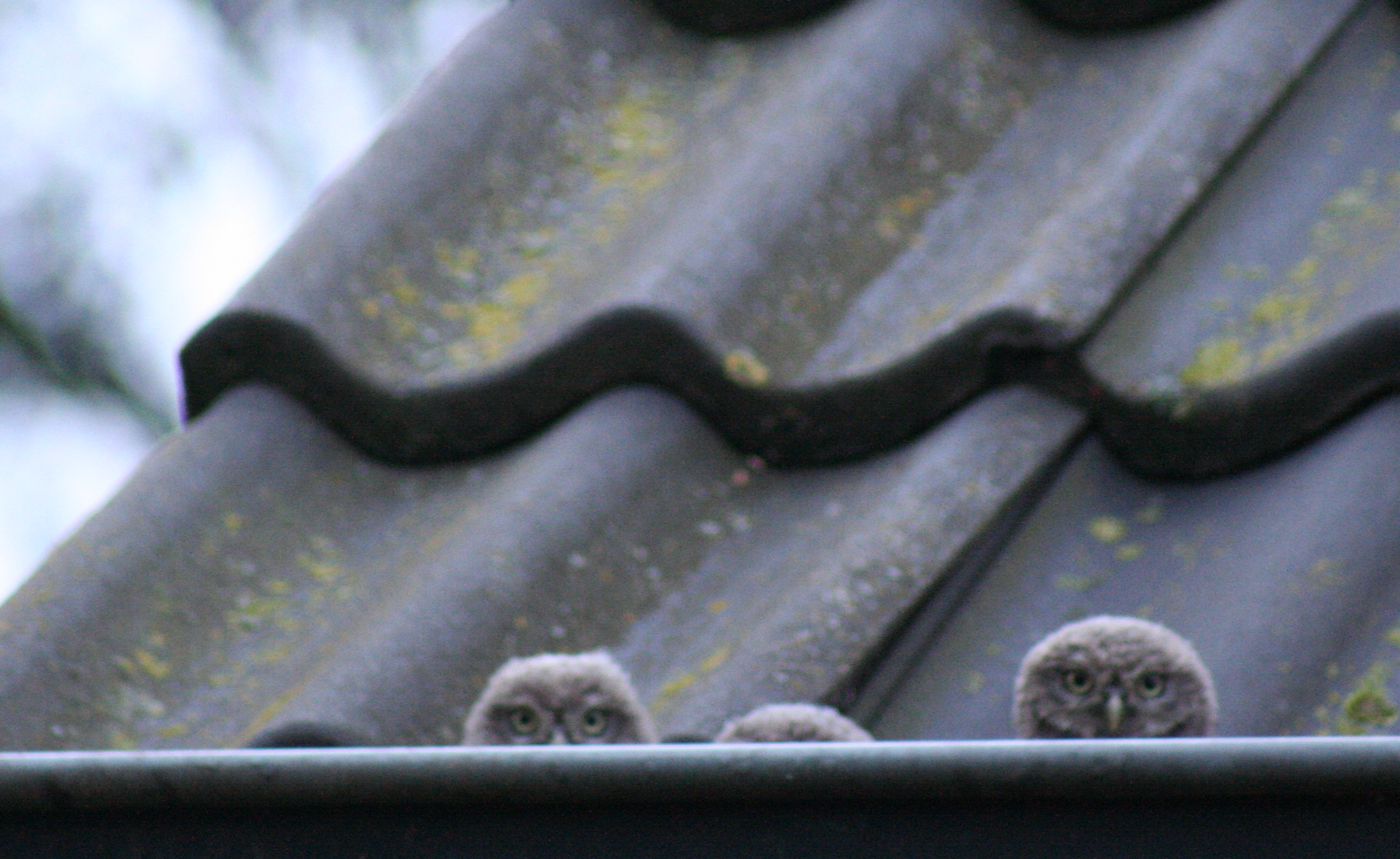 jonge steenuilen in dakgoot